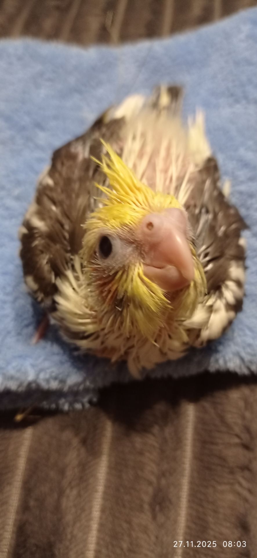 Корела малюк на ім'я Патрік