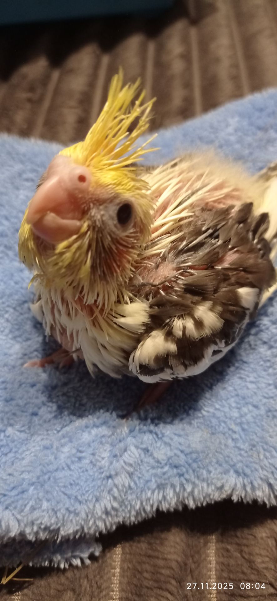 Корела малюк на ім'я Патрік