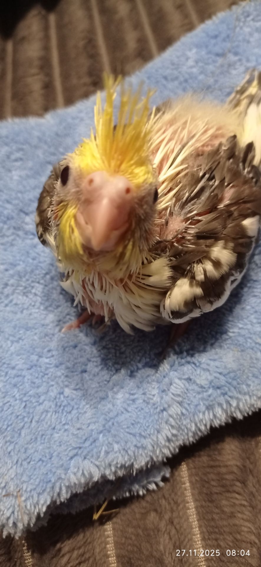 Корела малюк на ім'я Патрік