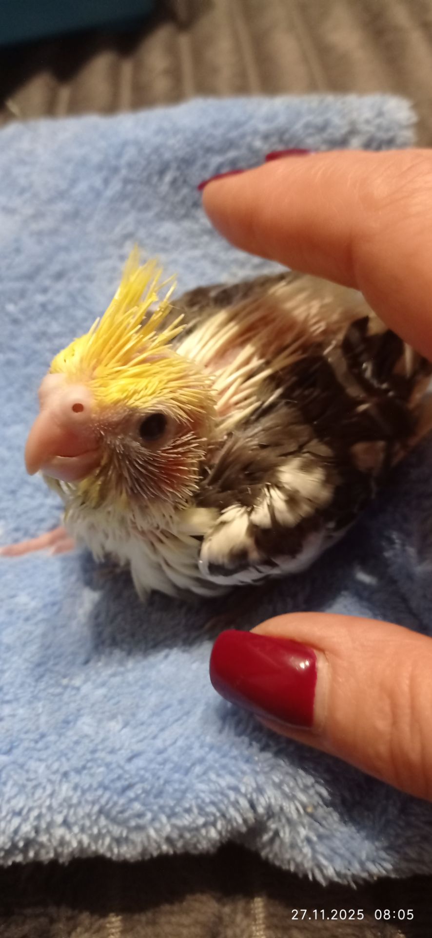 Корела малюк на ім'я Патрік