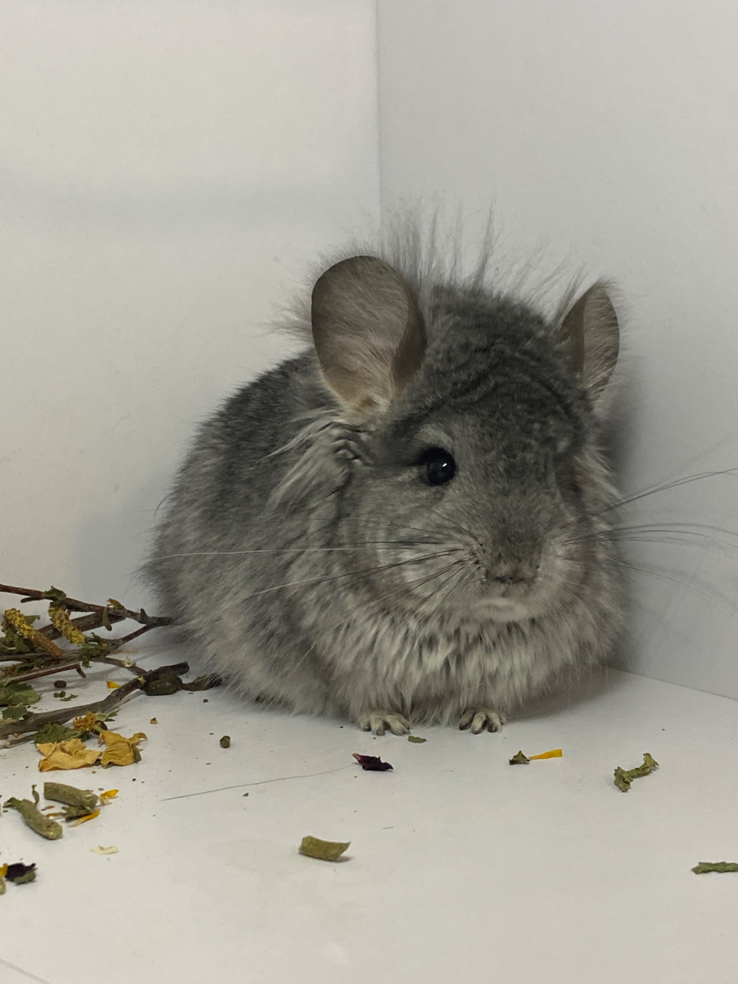 Шиншиллы разных окрасов