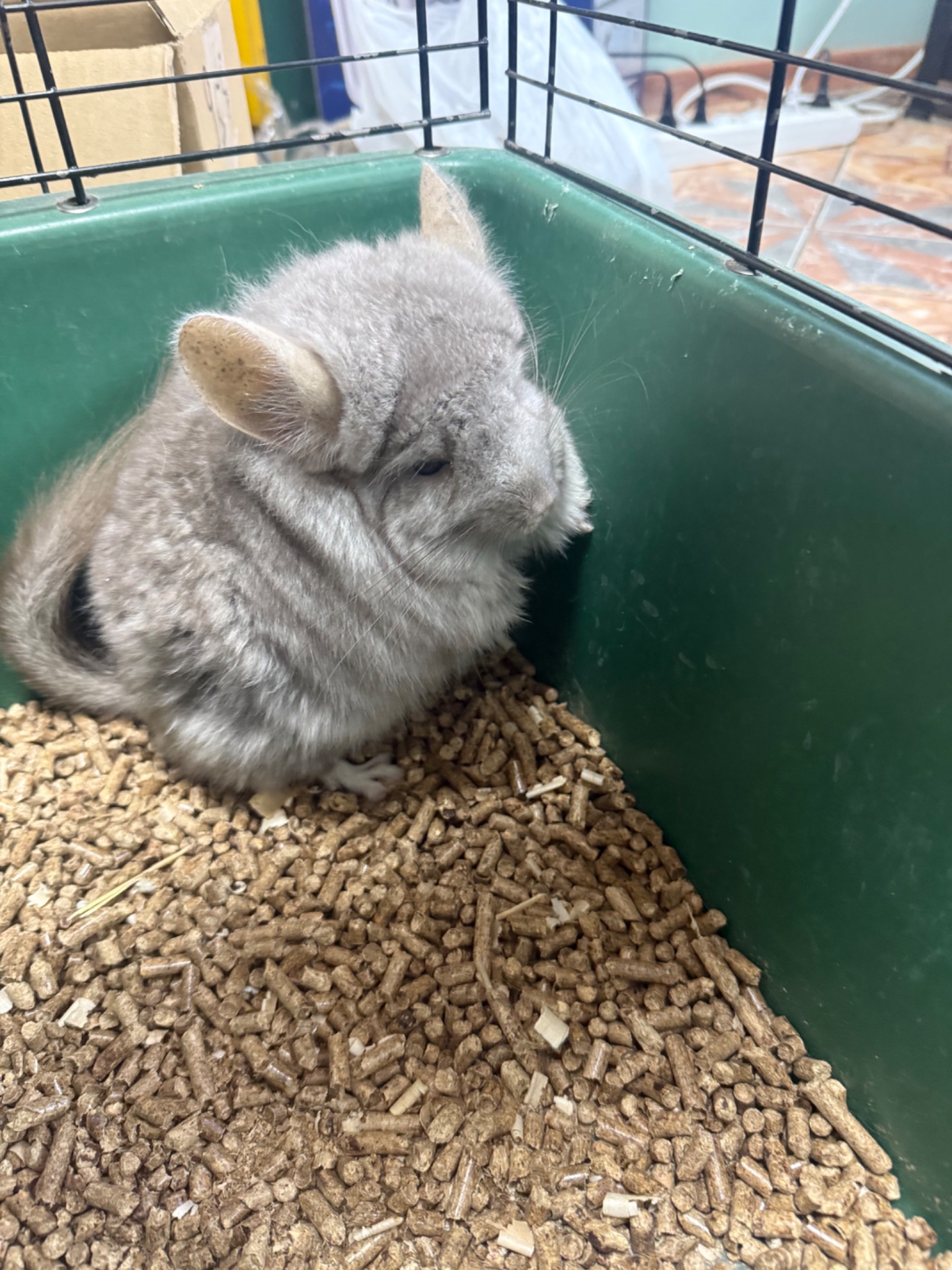 Шиншили хлопчики та дівчатка білі, бежеві, сірі