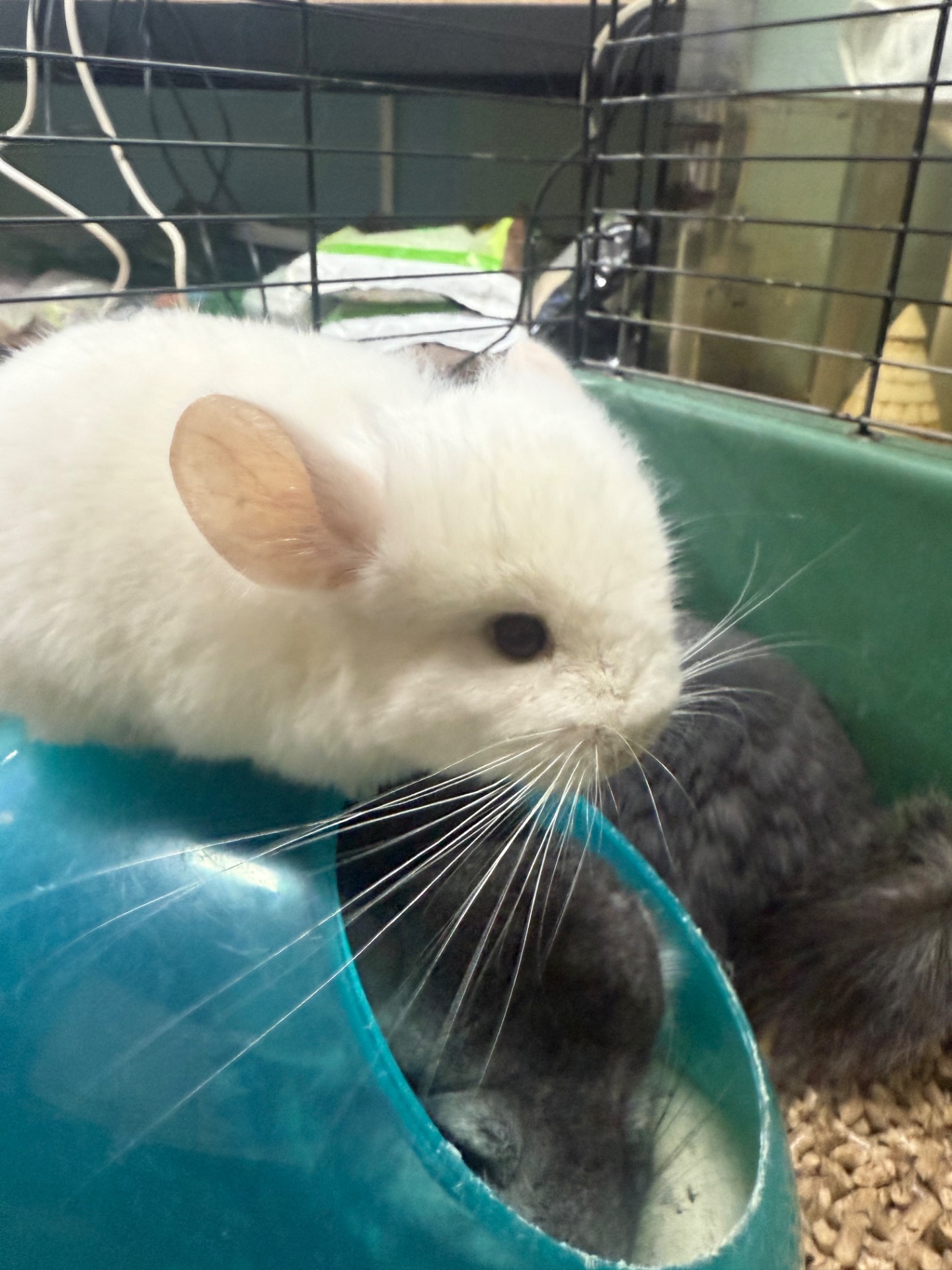 Шиншили хлопчики та дівчатка білі, бежеві, сірі