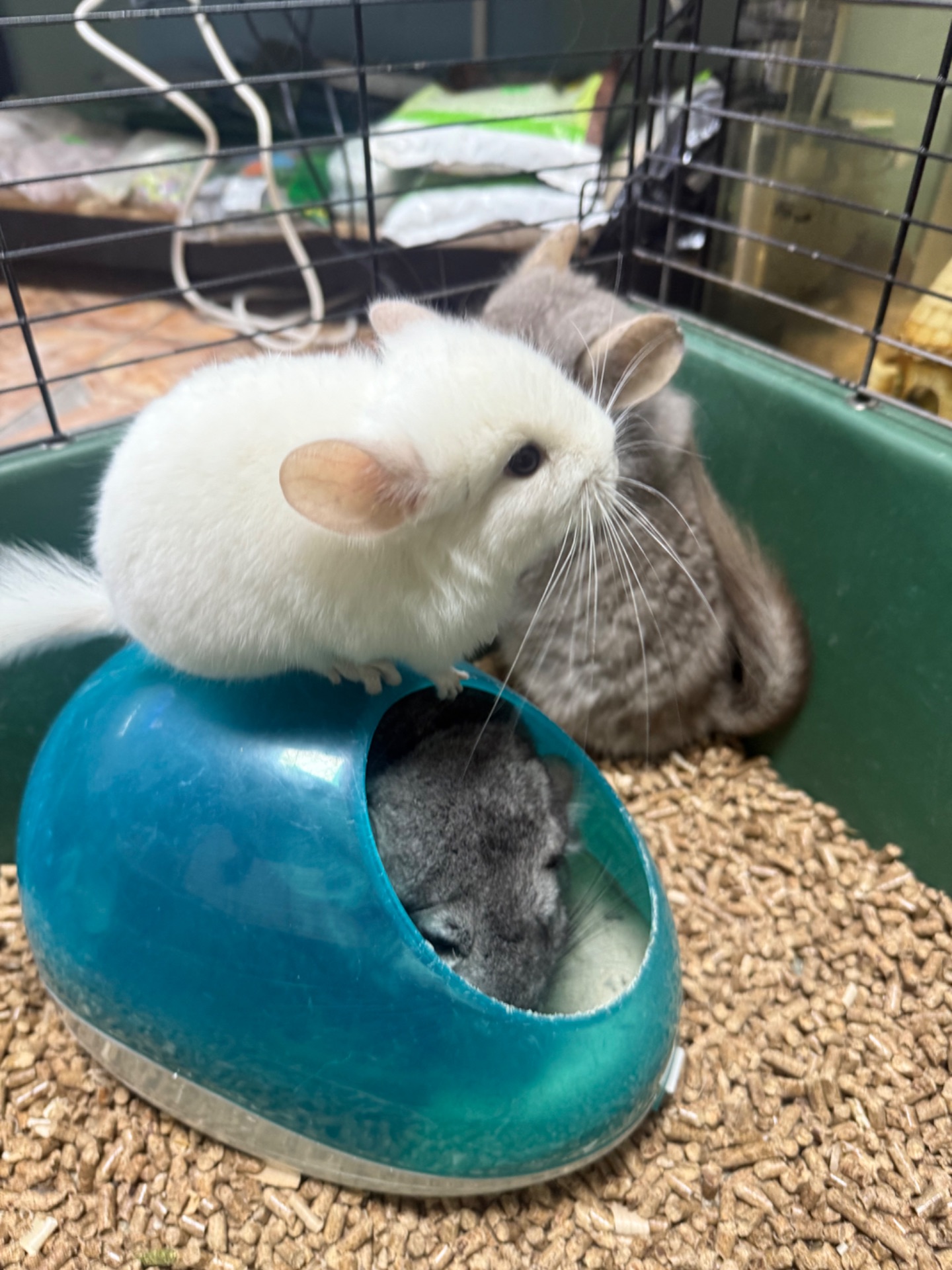 Шиншили хлопчики та дівчатка білі, бежеві, сірі