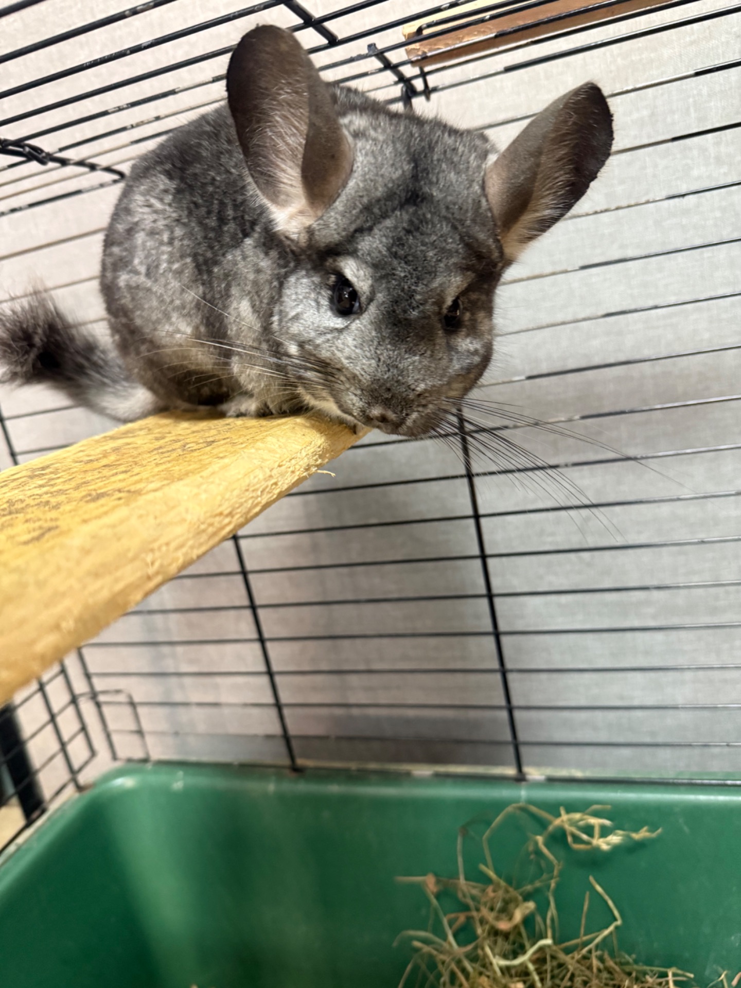 Шиншили хлопчики та дівчатка білі, бежеві, сірі