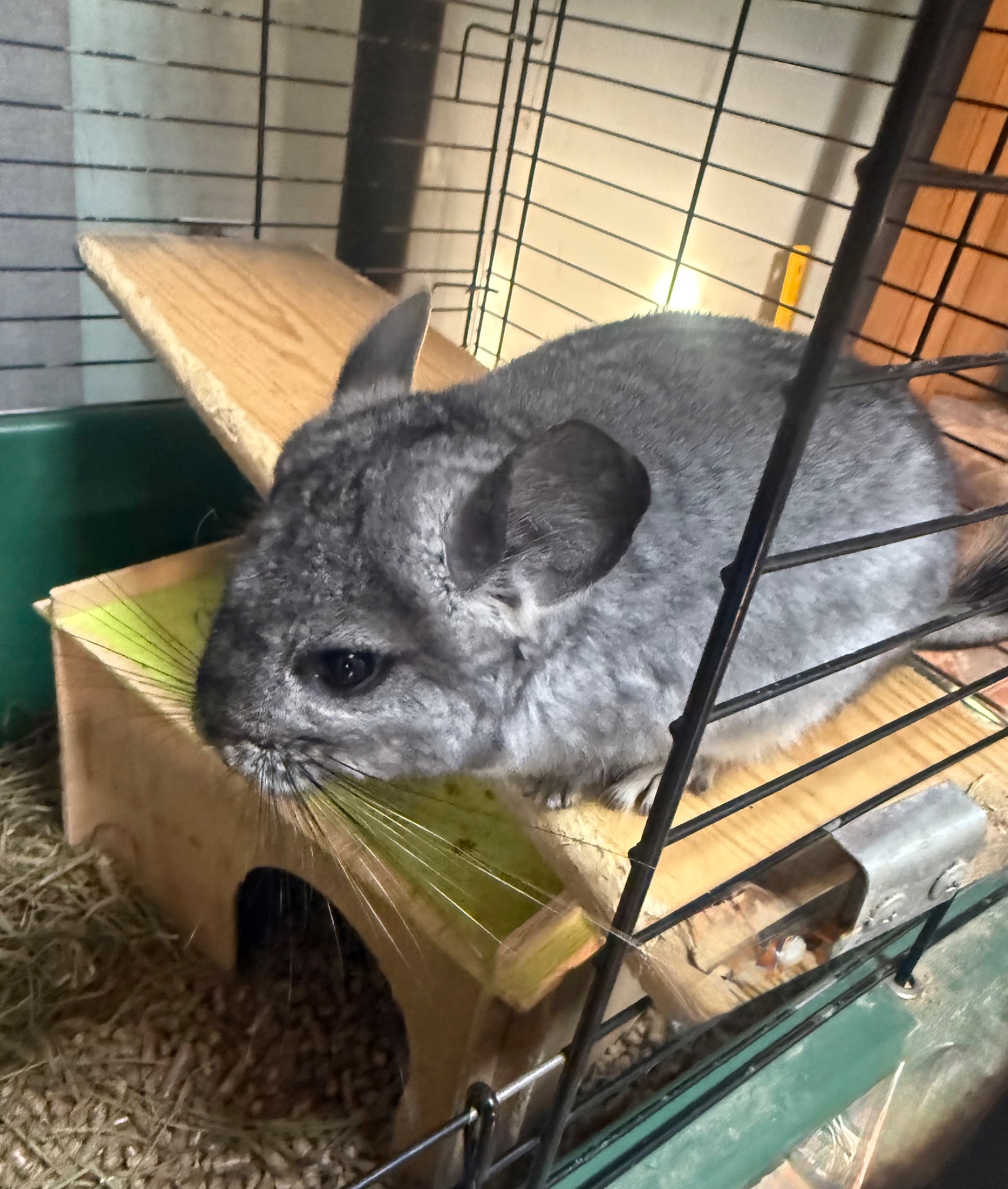 Шиншили хлопчики та дівчатка білі, бежеві, сірі