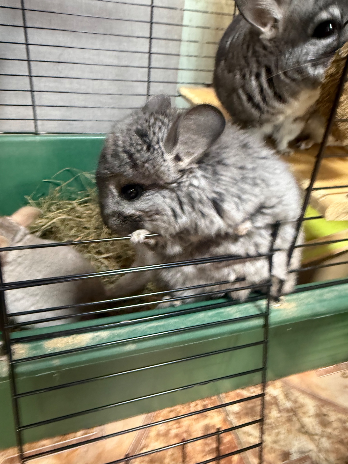 Шиншили хлопчики та дівчатка білі, бежеві, сірі