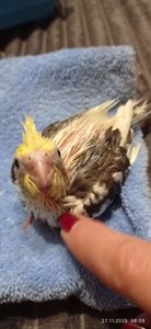 Корела малюк на ім'я Патрік