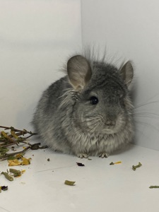 Шиншиллы разных окрасов