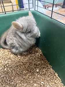 Шиншили хлопчики та дівчатка білі, бежеві, сірі