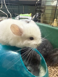 Шиншили хлопчики та дівчатка білі, бежеві, сірі