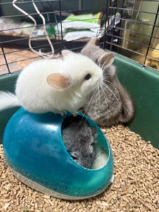 Шиншили хлопчики та дівчатка білі, бежеві, сірі