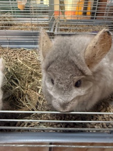 Шиншили хлопчики та дівчатка білі, бежеві, сірі