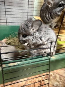 Шиншили хлопчики та дівчатка білі, бежеві, сірі