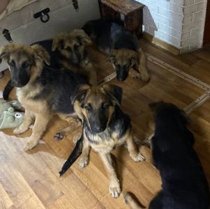 Німецька вівчарка 4 міс