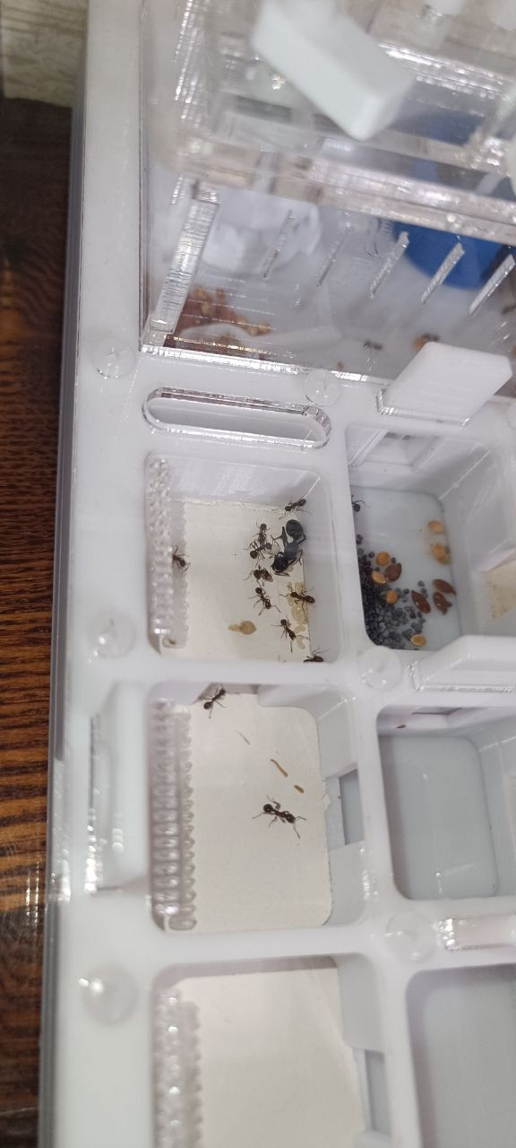 Messor kasakorum - колонияю, формикарий, запасы корма