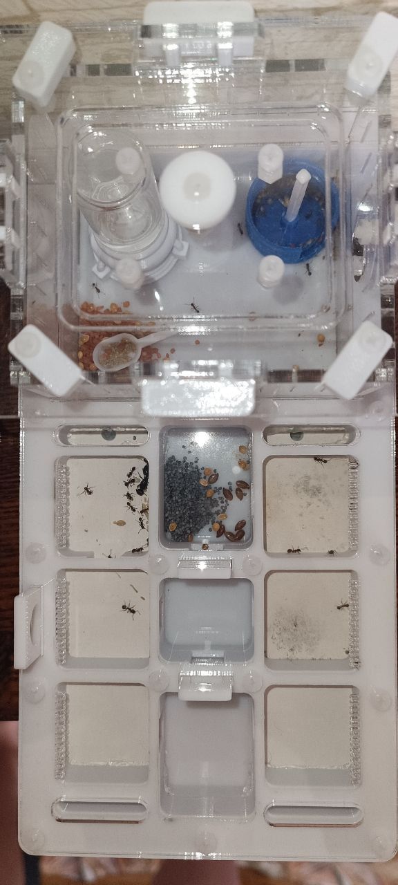 Messor kasakorum - колонияю, формикарий, запасы корма