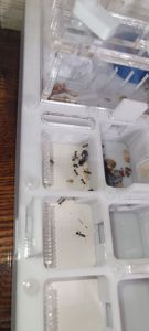 Messor kasakorum - колонияю, формикарий, запасы корма