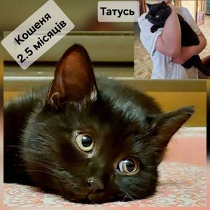 Дуже Крупне Чорне Норкове Кошеня вік 2 місяці