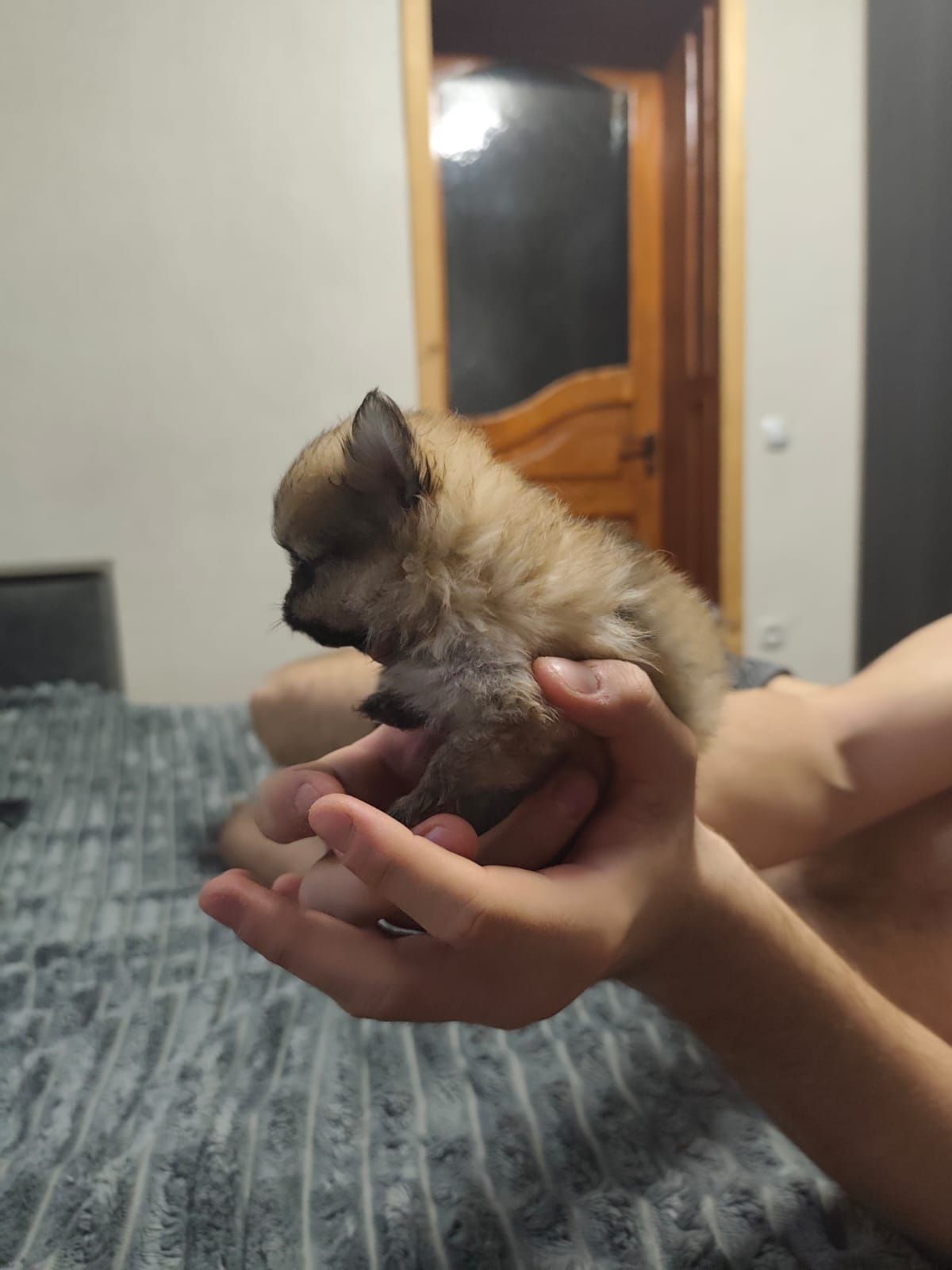 Цуценя померанского шпиця