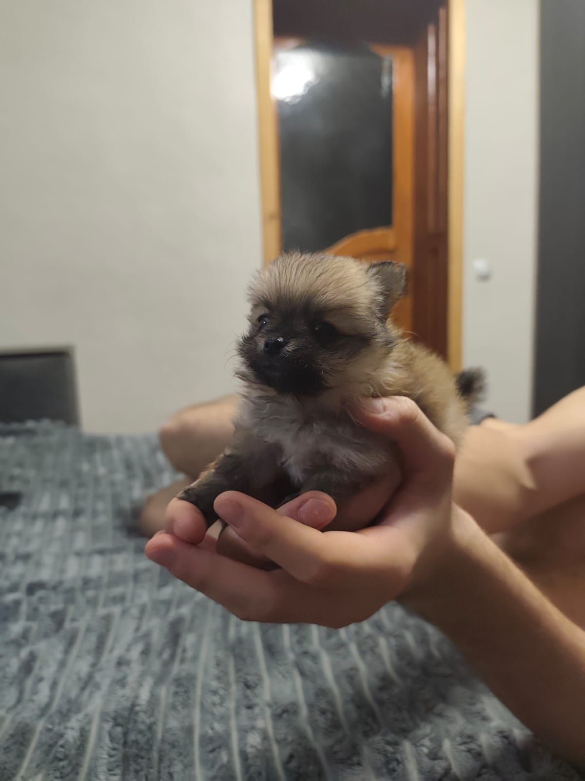 Цуценя померанского шпиця