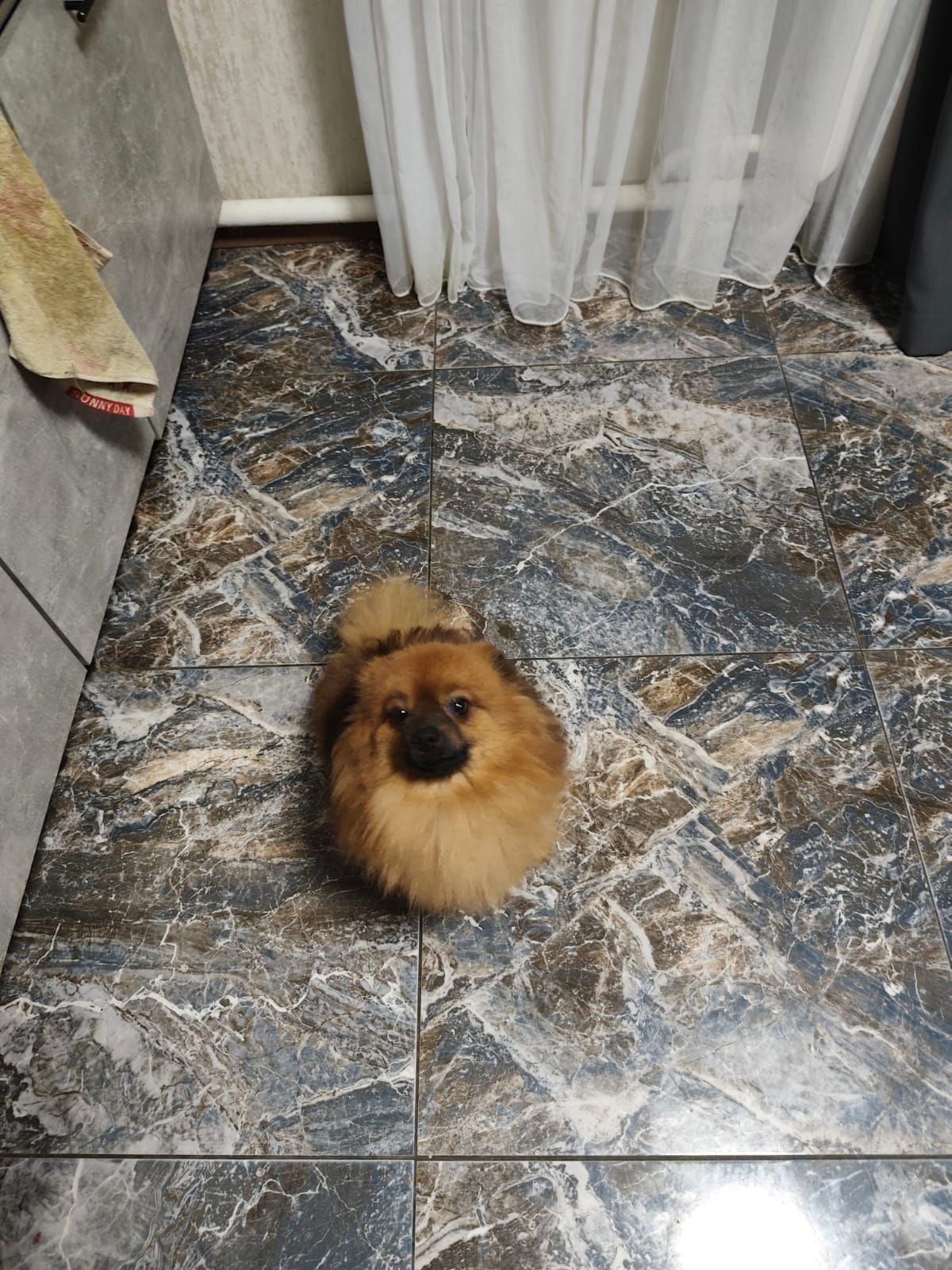 Цуценя померанского шпиця