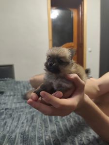 Цуценя померанского шпиця