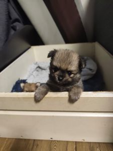 Цуценя померанского шпиця