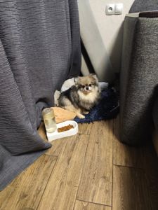 Цуценя померанского шпиця