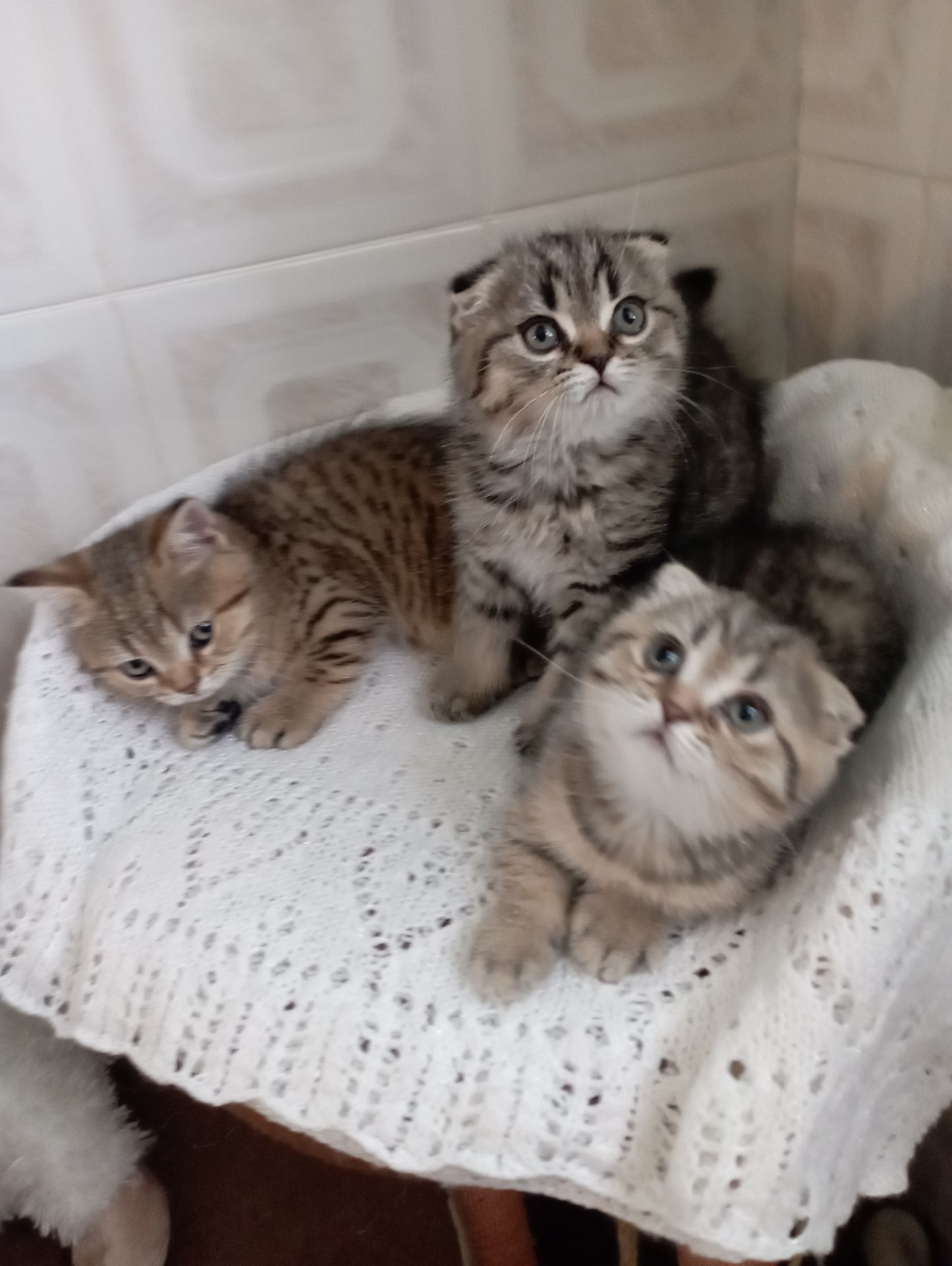 Гарнющі Неперевершено Милі Шиншили Золоті