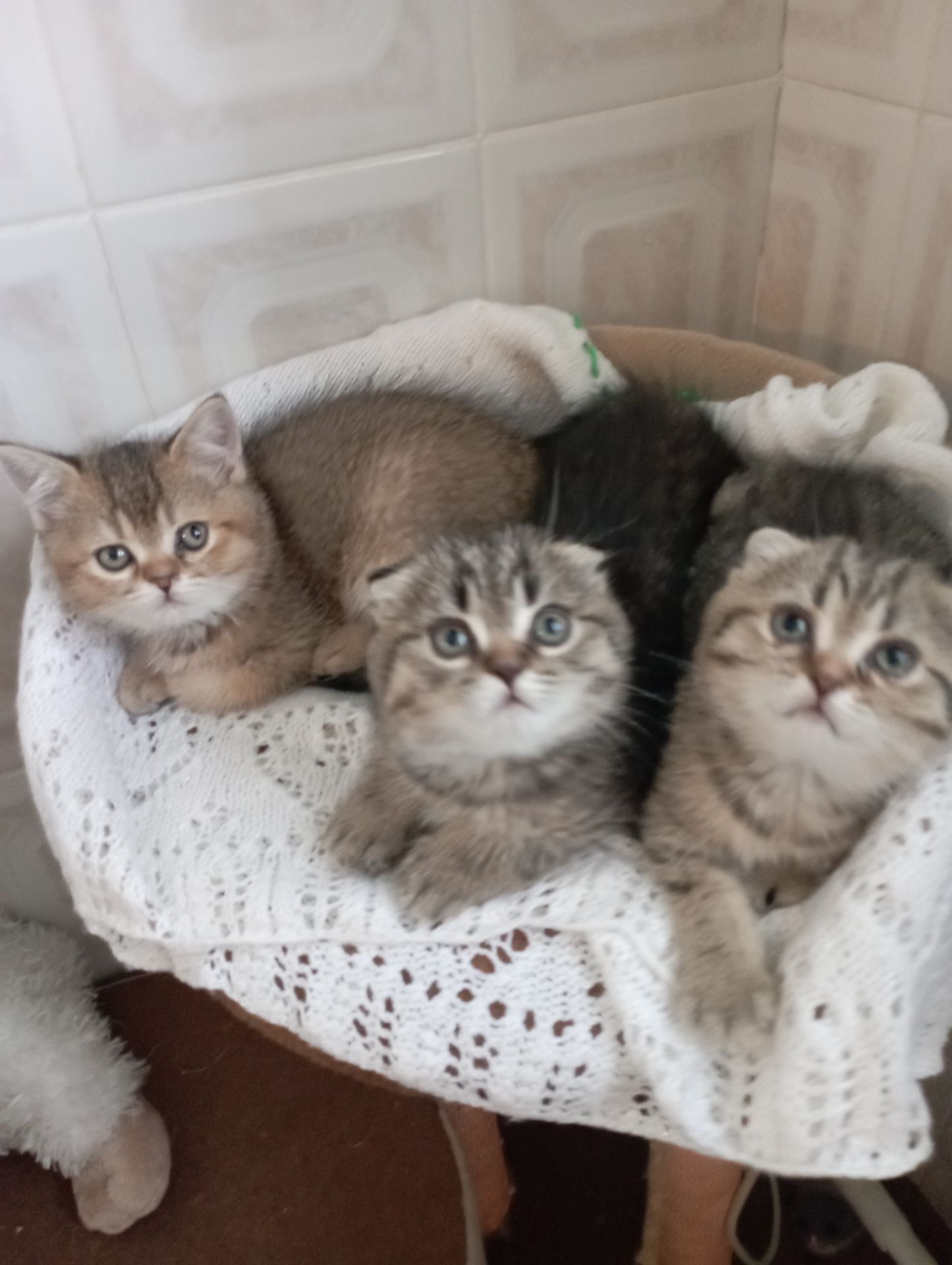 Гарнющі Неперевершено Милі Шиншили Золоті