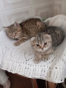 Гарнющі Неперевершено Милі Шиншили Золоті