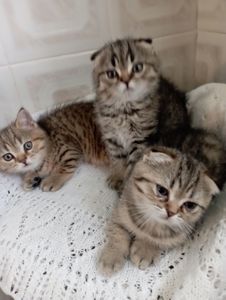 Гарнющі Неперевершено Милі Шиншили Золоті