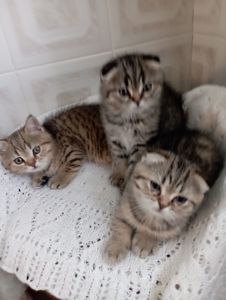 Гарнющі Неперевершено Милі Шиншили Золоті