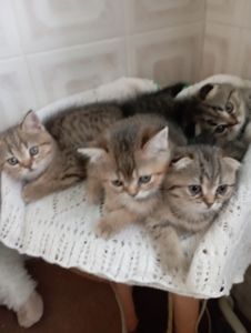 Гарнющі Неперевершено Милі Шиншили Золоті