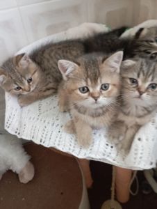 Гарнющі Неперевершено Милі Шиншили Золоті