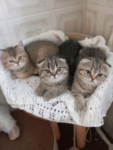 Гарнющі Неперевершено Милі Шиншили Золоті