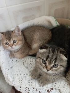 Гарнющі Неперевершено Милі Шиншили Золоті