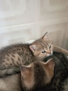 Гарнющі Неперевершено Милі Шиншили Золоті