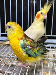 Певчий попугай, співочий папуга, яскраві папужки для співу