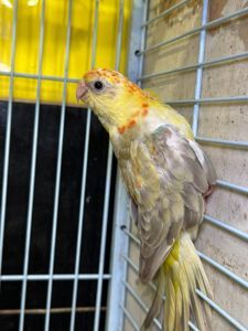 Певчий попугай, співочий папуга, яскраві папужки для співу