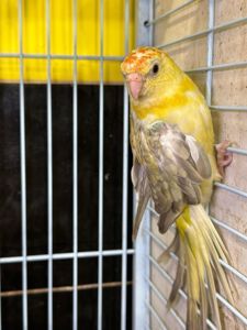 Певчий попугай, співочий папуга, яскраві папужки для співу