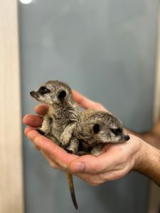 Сурикаты, ручные сурикаты малыши и взрослые