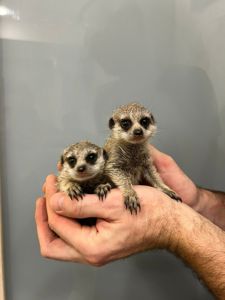 Сурикаты, ручные сурикаты малыши и взрослые