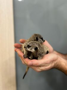 Сурикаты, ручные сурикаты малыши и взрослые