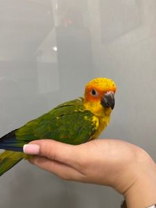 Аратинга, sun aratinga, ручной попугай для семьи