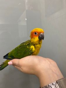 Аратинга, sun aratinga, ручной попугай для семьи