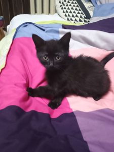 Котеня, дівчинка