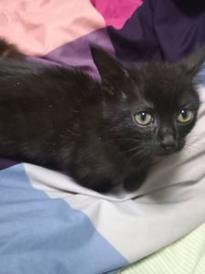 Котеня, дівчинка