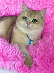 Британська золота шиншилла